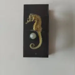 タツノオトシゴ 標本 レジン 置物
