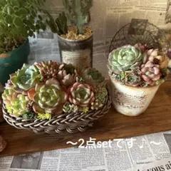 ㊱大きめ苗! 青鬼❣️そわそわ❣️もみじ飴❣️紅手鞠❣️6苗メルカリ便送料込 ㊱大きめ苗! 青鬼❣️そわそわ❣️もみじ飴❣️紅手鞠❣️6苗
