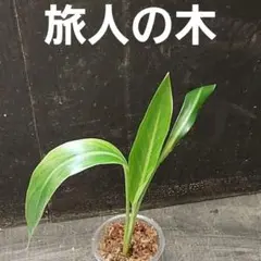 ✅カップごと旅人の木 幼苗 オオギバショウのサムネイル