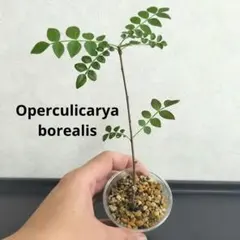 2025年最新】オペルクリカリア ボレアリスの人気アイテム - メルカリ