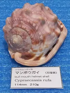 2026年最新】マンボウガイの人気アイテム - メルカリ