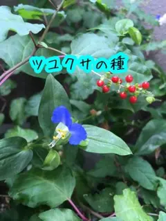 つゆくさ出品 ☆ 小さな花器シリーズ つゆくさ☆千趣会☆南部鉄☆花器☆花入