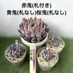 2026年最新】おらいさん苗 青鬼の人気アイテム - メルカリ