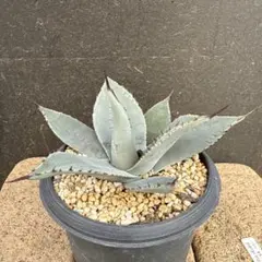 2025年最新】アガベ パリートランカータの人気アイテム - メルカリ