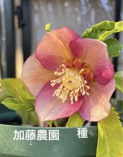 2025年最新】加藤農園さん苗の人気アイテム - メルカリ