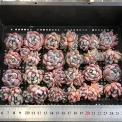 多肉植物 24個 2026-0915MLJP-075 モンロー x オパリナ - メルカリ