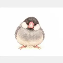 ちょこんとかわいい文鳥さん♡オリジナルイラスト