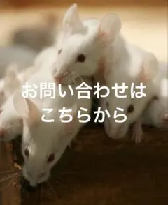 冷凍マウス　ご注文受付中のサムネイル