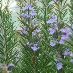 cherisuke様 リクエスト 5点 まとめ商品