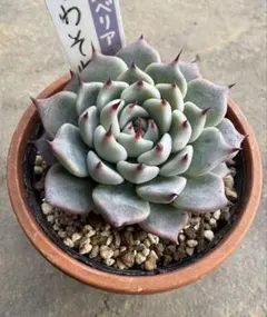 2025年最新】おらいさん苗 そわそわの人気アイテム - メルカリ