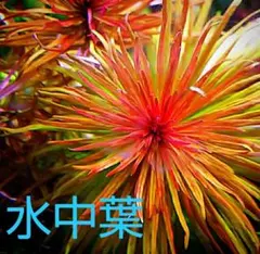 シンディ偽鍋様 リクエスト 2点 まとめ商品