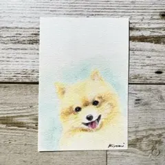 ポメラニアンのパステル画 ポストカード　原画