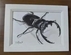 MNRHさま専用 クワガタ 手描き原画 （フレーム付き）