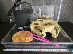 EHEIM レプタイルケージRC-6045(60×45×45cm) 植物 アグラ - メルカリ