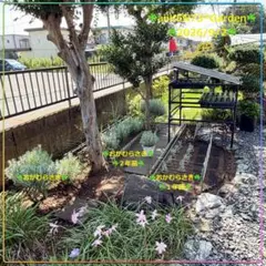☘️aiiKEN74*Garden☘️ショールーム☘️AG202610 - メルカリ