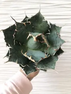 大幅値下げ！アガベ　白鯨　大株　コレクション株　鉢プレゼント 2025年最新】アガベ 白鯨 大株の人気アイテム - メルカリ