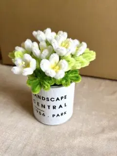 モールフラワー　白小花の鉢植え
