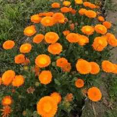 m.c様 リクエスト 4点 まとめ商品