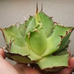 2026年最新】アガベローズの人気アイテム - メルカリ