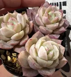レア！ネクター 多肉植物 プラグ苗(抜き苗)3苗 ランダム発送 - メルカリ
