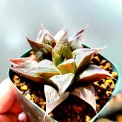 2026年最新】ハオルチア 錦の人気アイテム - メルカリ