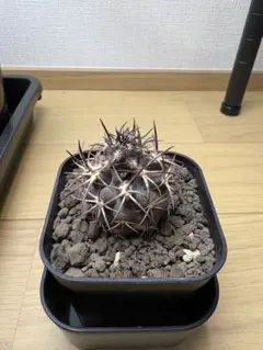 ハ*チ様 グリセオビオラセア 鉢植え メルカリ便送料込み コピアポア グリセオビオラセア 実生台付 - メルカリ
