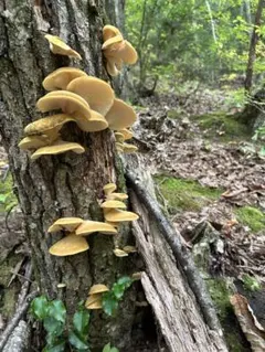 《しょうこ様専用ページ》天然きのこ　鍋セット7種盛り