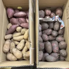 農薬不使用ジャガイモのサムネイル