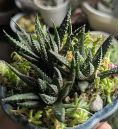 2026年最新】多肉植物（ハオルチア）の人気アイテム - メルカリ