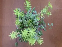 多肉植物の寄植え①大きめ☆