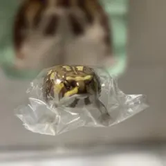 ネイチャーテクニカラー ツヤツヤのフクラガエル アメフクラガエル(イエロー)のサムネイル