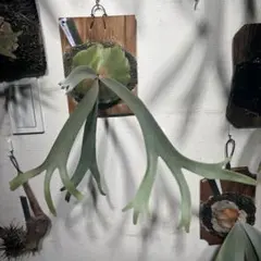 ビカクシダ quadridichotomum wild ocpup2 お買い得 - メルカリ