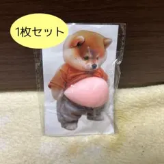 おなかぷにぷにシール　お腹　柴犬　スクイーズ　シリコン　緩衝材発送【1枚セット】