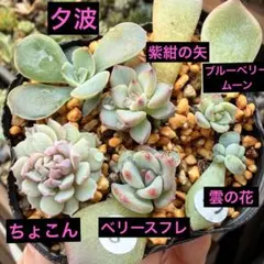 2026年最新】おらいさん葉挿しの人気アイテム - メルカリ