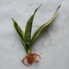⑦サンスベリア