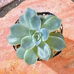 2025年最新】おらいさん苗 青札の人気アイテム - メルカリ