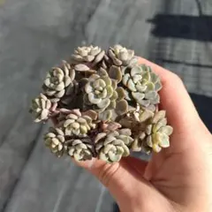 ピンク美人♡　カット苗　エケベリア　多肉植物