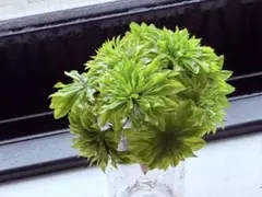 KIMUREN様 リクエスト 2点 まとめ商品