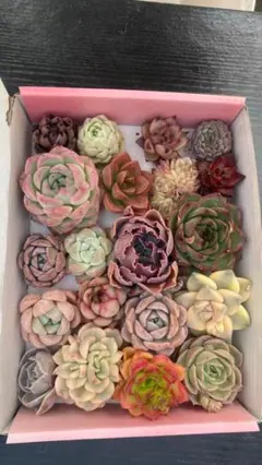 T*H様 B0177　多種類 20株セット カット苗 詰め合わせ 多肉植物 エケ