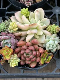 現品発送 可愛いカット苗寄せ植えセット 多肉 エケベリア セダム 韓国