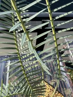 2025年最新】ソテツ 希少の人気アイテム - メルカリ