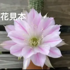 淡いピンクの花を咲かせるサボテン 抜き苗　花サボテン　抜き苗のサムネイル