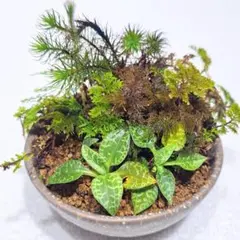 きさらぎ様 リクエスト 2点 まとめ商品