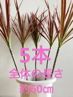 専用‼️ドラセナ・コンシンネ・レインボー(長物)苗木100本 専用‼️ドラセナ・コンシンネ・レインボー(長物)苗木100本