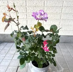 バラ苗　カメオ　２苗セット　正規品　接木苗　苗木　　薔薇　‼️大特価‼️ バラ苗 カメオ 2苗セット 正規品 接木苗 苗木 薔薇 ‼️大特価‼️