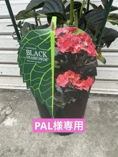 ☆ハイドランジア☆アジサイ☆寿☆4号鉢☆希少☆再入荷☆秋色 - メルカリ