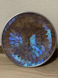 モルフォ蝶　翅　青色蝶　標本　直径約28.5cmのサムネイル