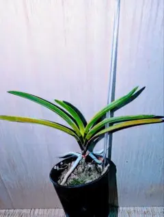 ♪暑中御見舞商品♪】富貴蘭 木瀬羆 | Mercari