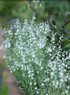 2025年最新】オンファロデスの人気アイテム - メルカリ