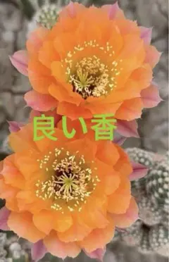 ク*ャ様 90-ネリサ群生苗 超人気白檀 花サボテン カキコたくさん